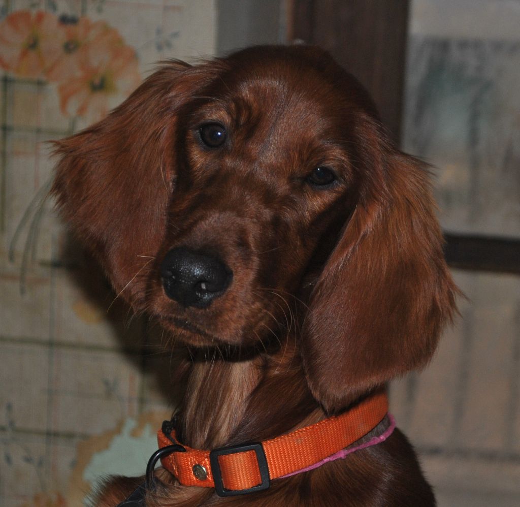 Of seamrog the tsar - Chiot disponible  - Setter irlandais rouge